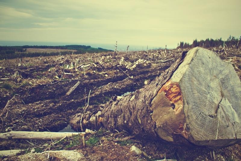 Conscientização ambiental nas empresas